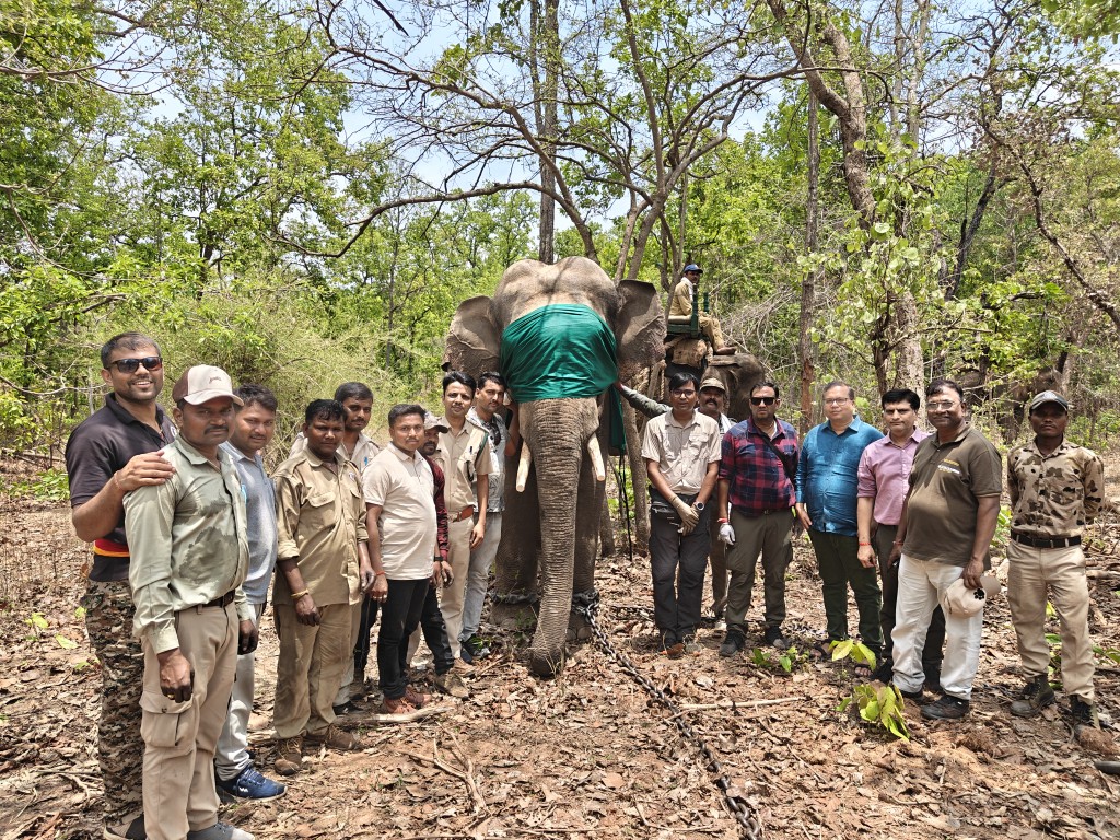 तीन लोगों की जान लेने वाले दो जंगली हथियों में से एक का हुआ रेसक्यू