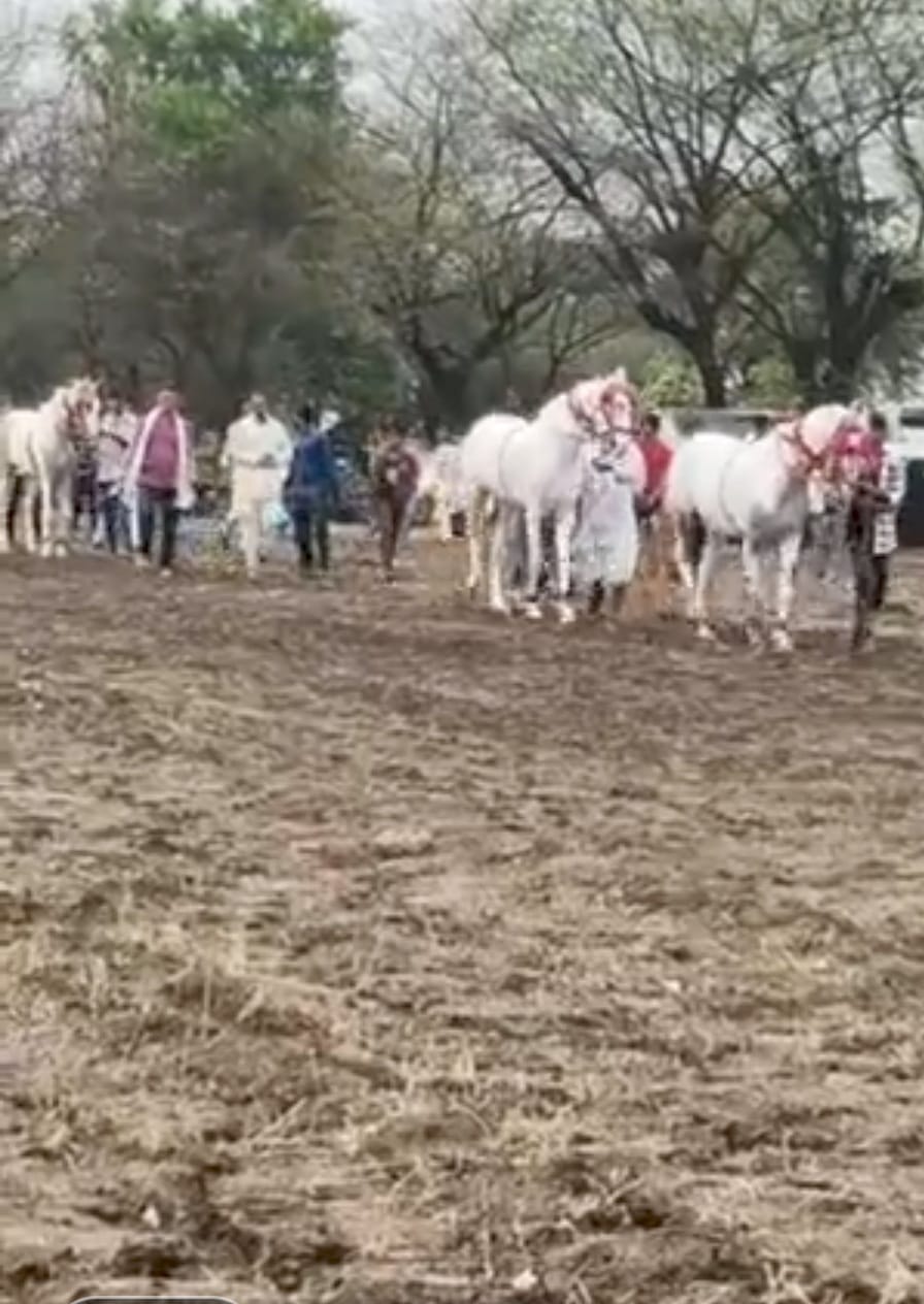 राजगढ़ः घुडदौड़ प्रतियोगिता का अनूठा आयोजन, 23 घोड़ा-घोड़ियों ने लिया हिस्सा
