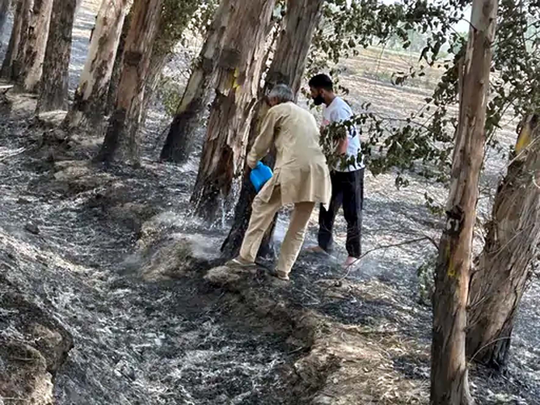 हिसार : फसल अवशेषों में लगाई आग से अनेक पेड़ जले