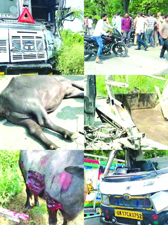 दुर्घटना में घायल भैंस व दुर्घटनाग्रस्त वाहन दुर्घटना में घायल भैंस व दुर्घटनाग्रस्त वाहन
