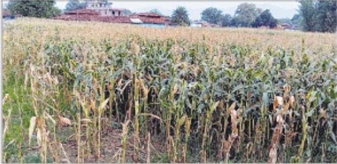 बलरामपुर : बेमौसम बारिश से मक्के की फसल बर्बाद, सब्जी भी कीट से ग्रसित