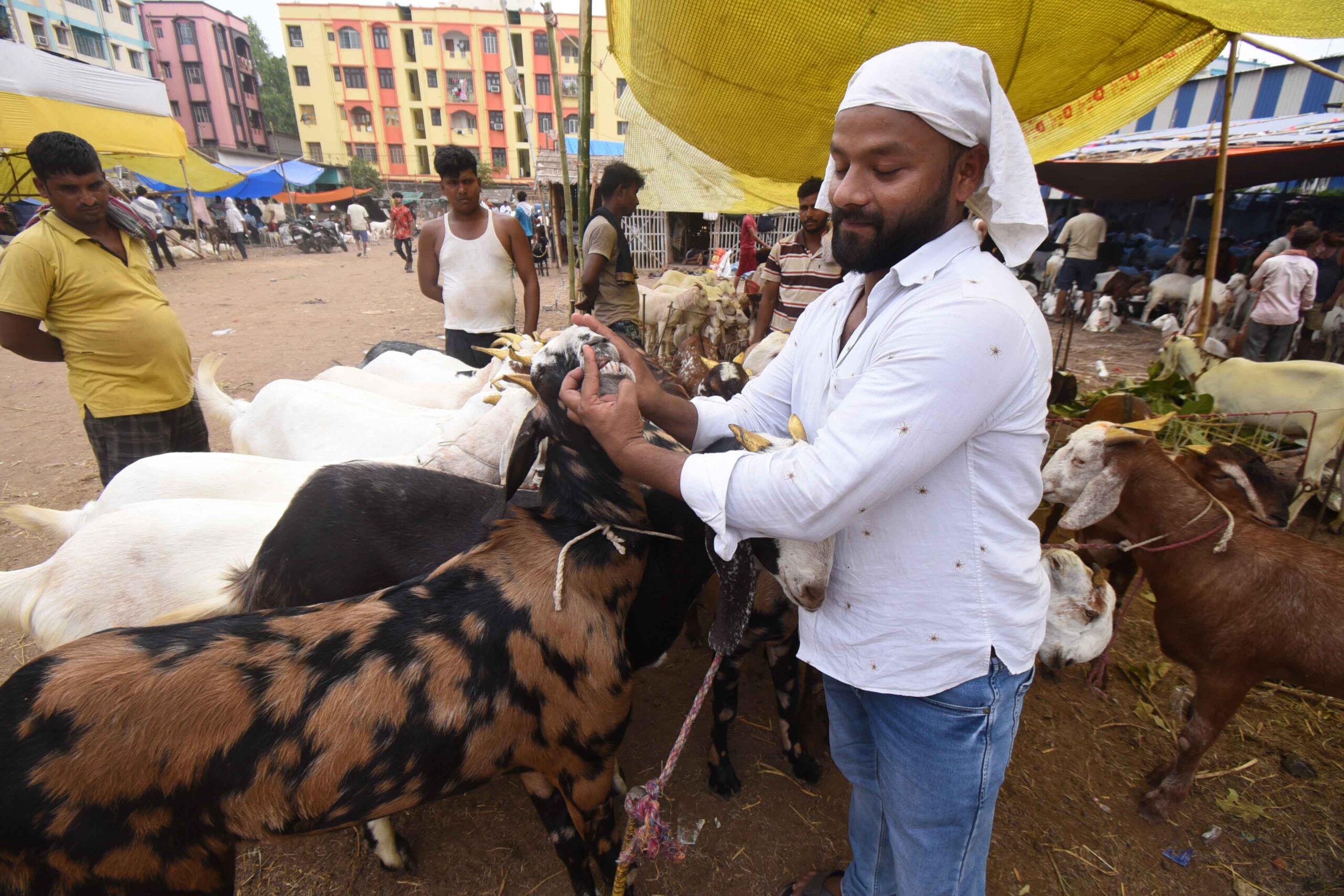 बकरीद (ईद उल अजहा) के लिए बकरा की खरीदारी करते