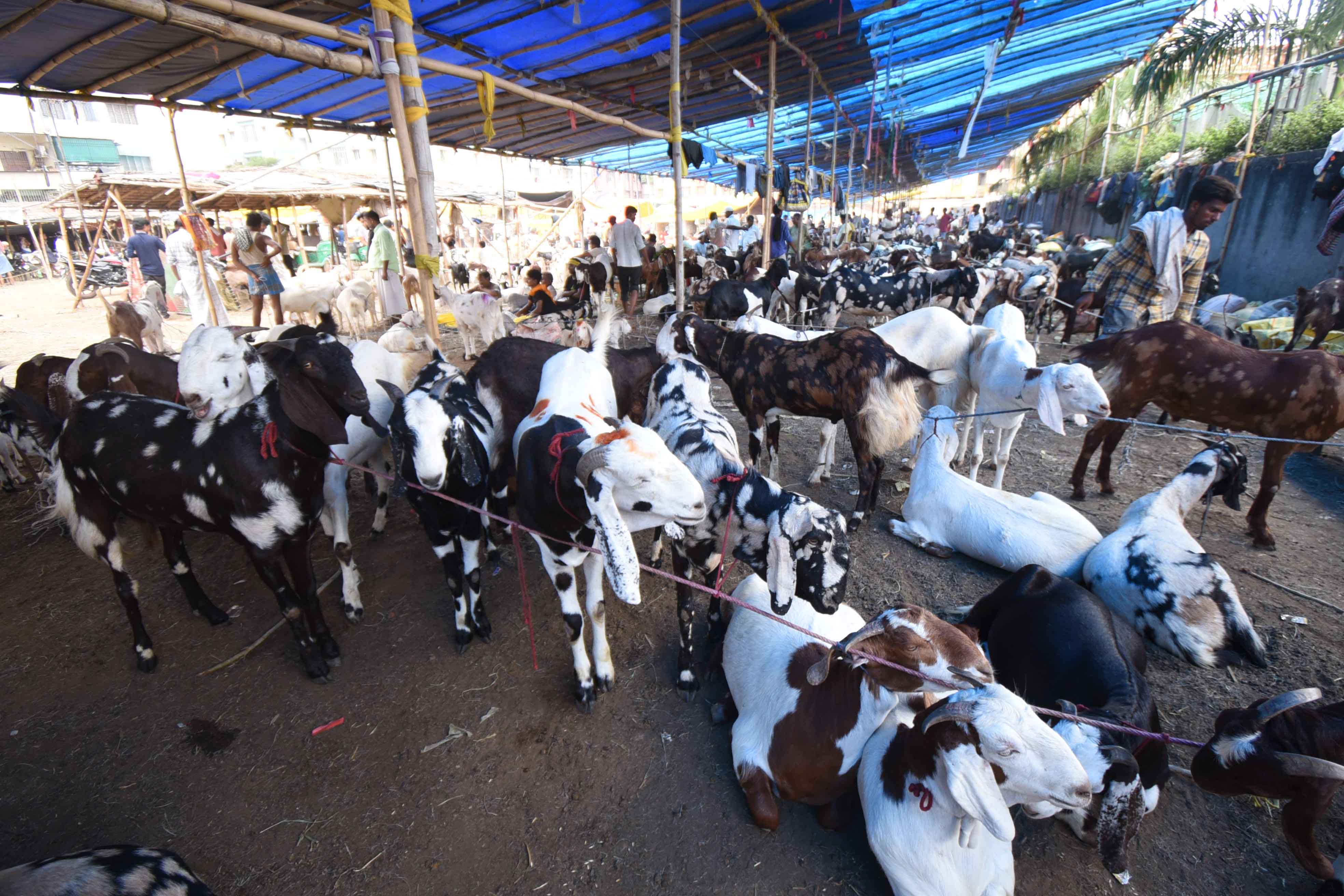 बकरीद (ईद उल अजहा) के लिए बकरा की खरीदारी करते