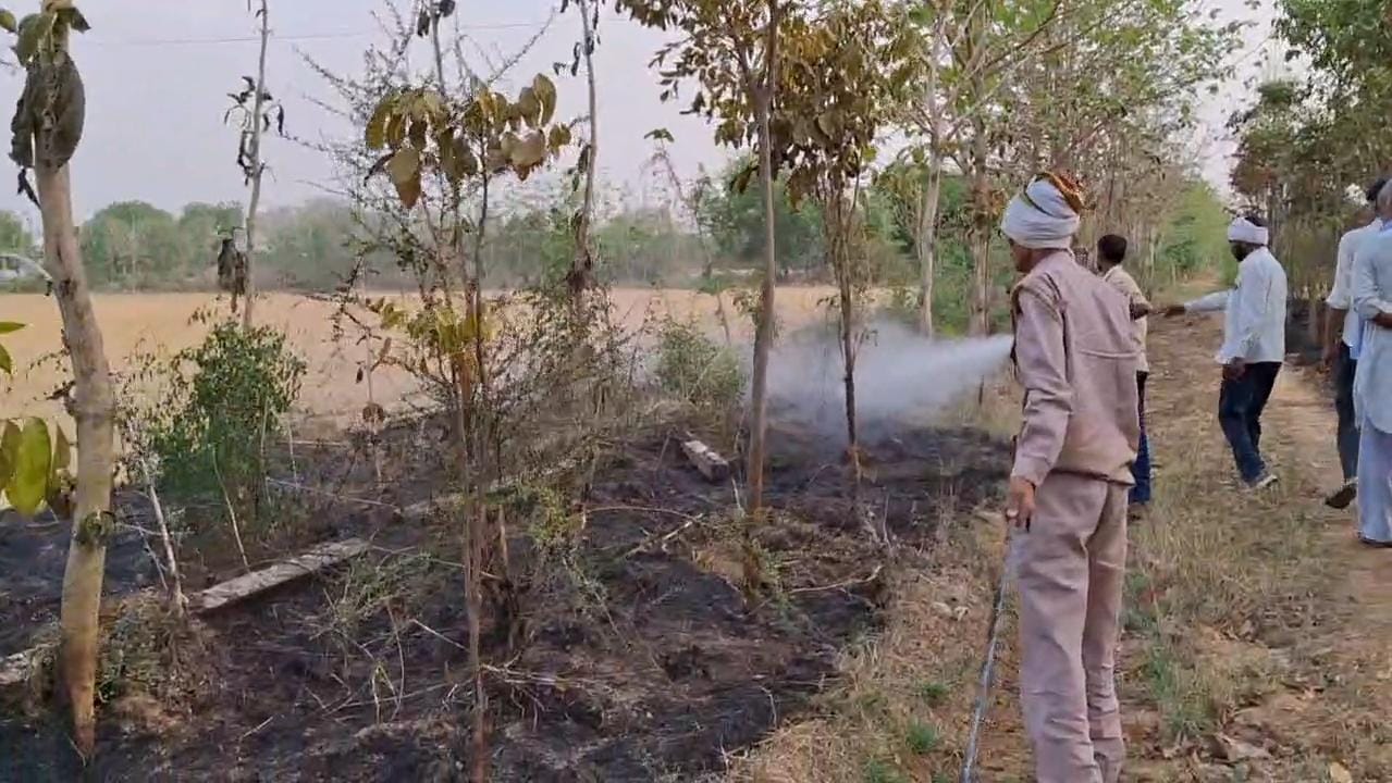 आग से खाक हो गया कीमती पौधों का बाग