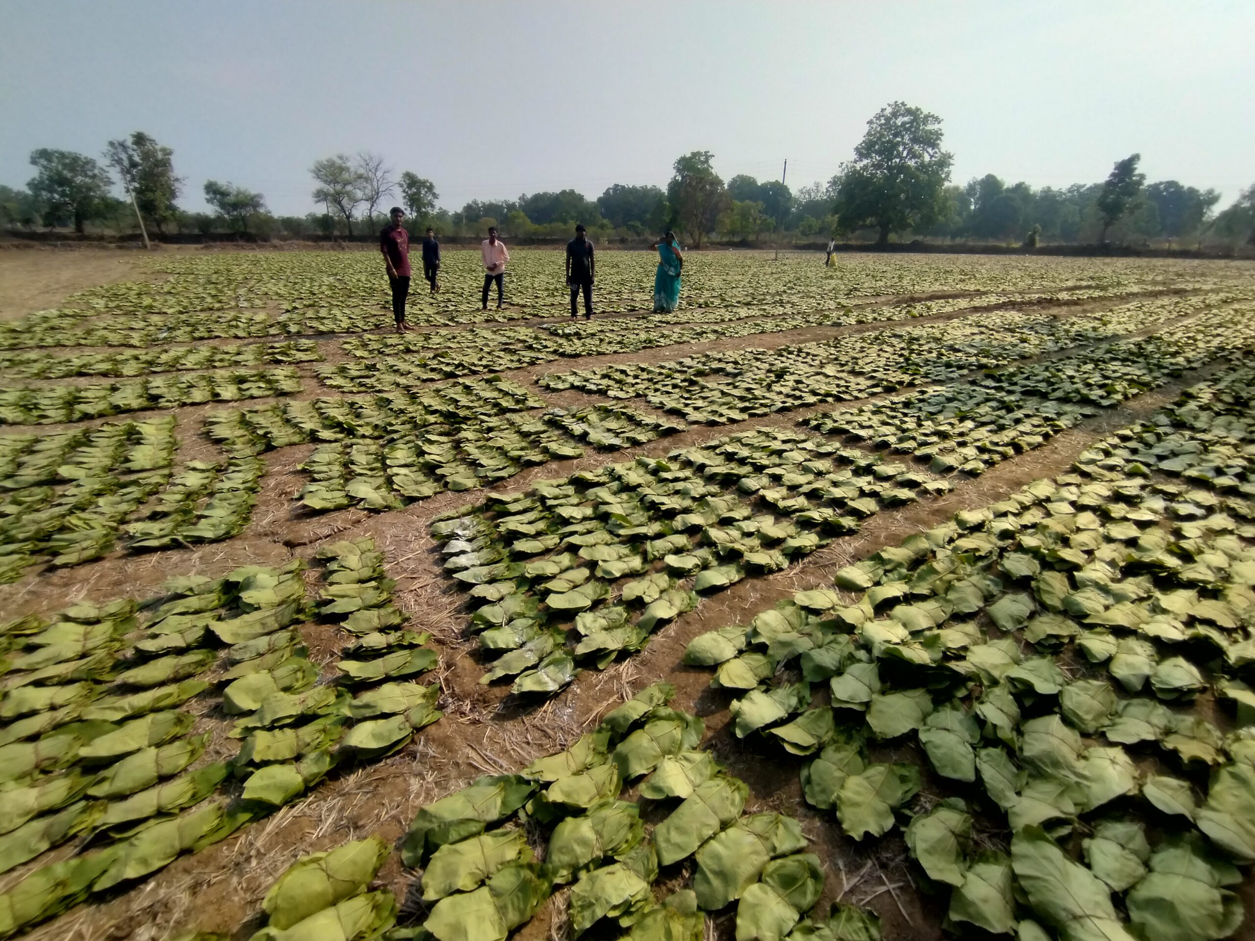 बेमौसम बारिश से तेंदूपत्ता संग्रहण कार्य प्रभावित