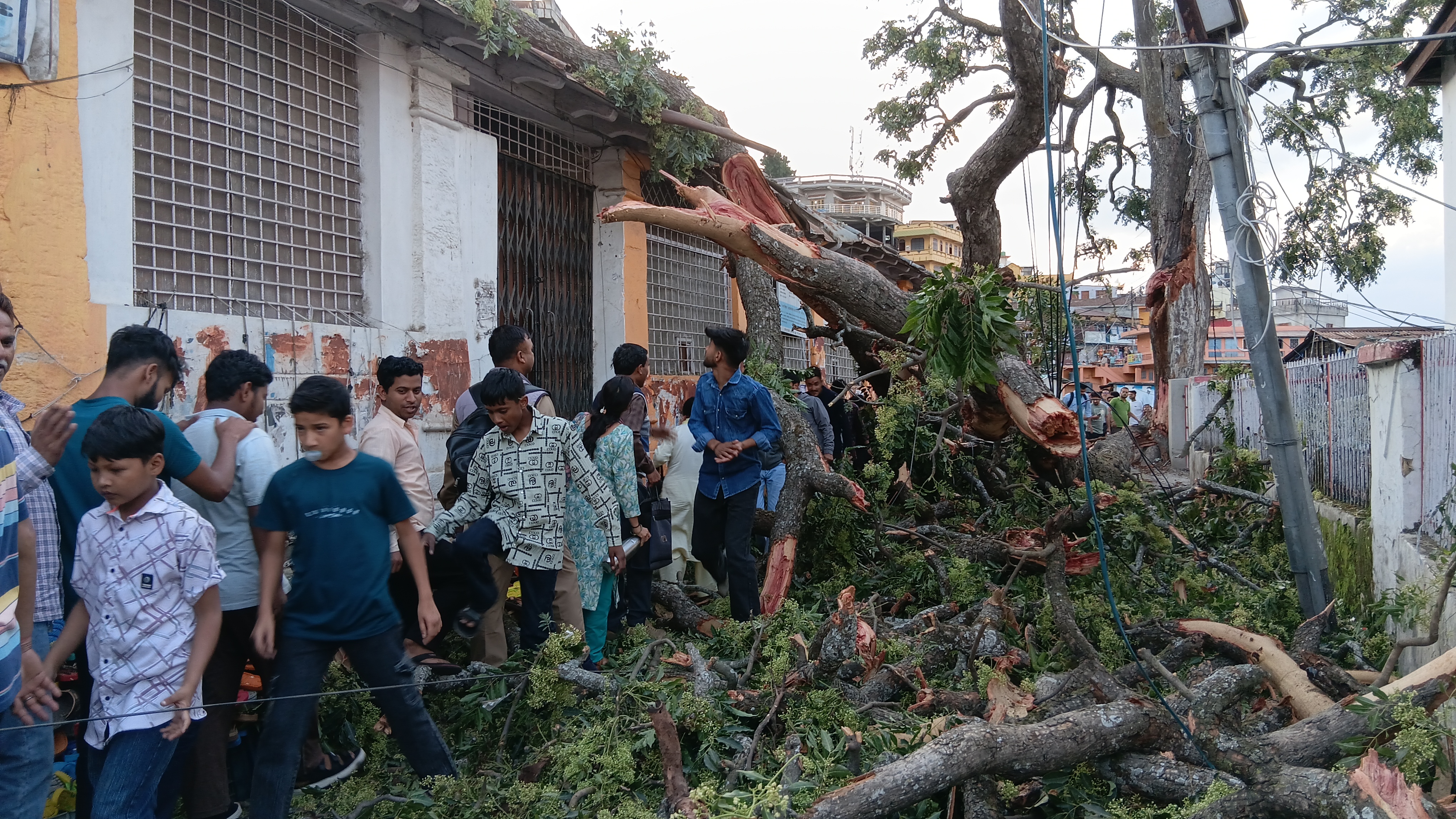 पोस्टआफिस के पास गिरा पेड़, हादसा टला पोस्टआफिस के पास गिरा पेड़, हादसा टला