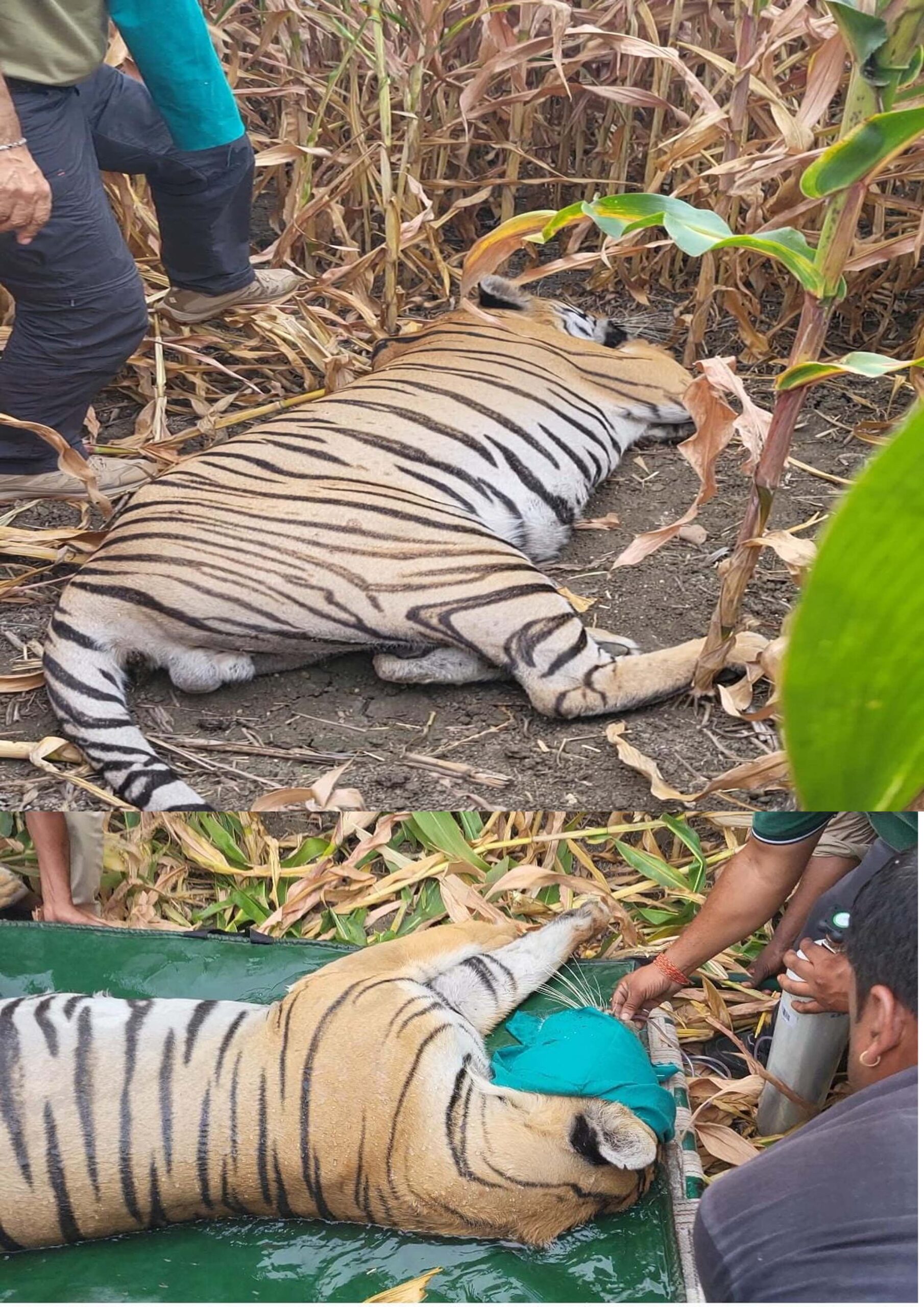 सिवनीः घायल बाघ का किया रेस्क्यू, इलाज के लिए वन विहार भोपाल भेजा