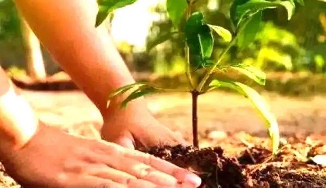 मप्र में 5 जून से 30 सितम्बर तक चलेगा “एक पेड़ माँ के नाम’’ अभियान