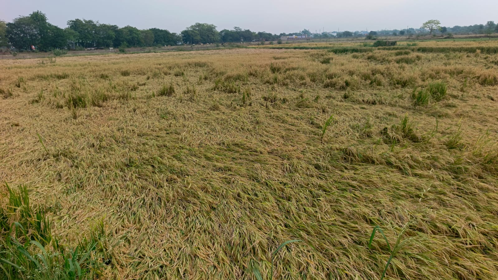 बेमौसम वर्षा से फसल हो गई बर्बाद, किसानों को मुआवजा दिया जाए तत्काल: छग किसान यूनियन