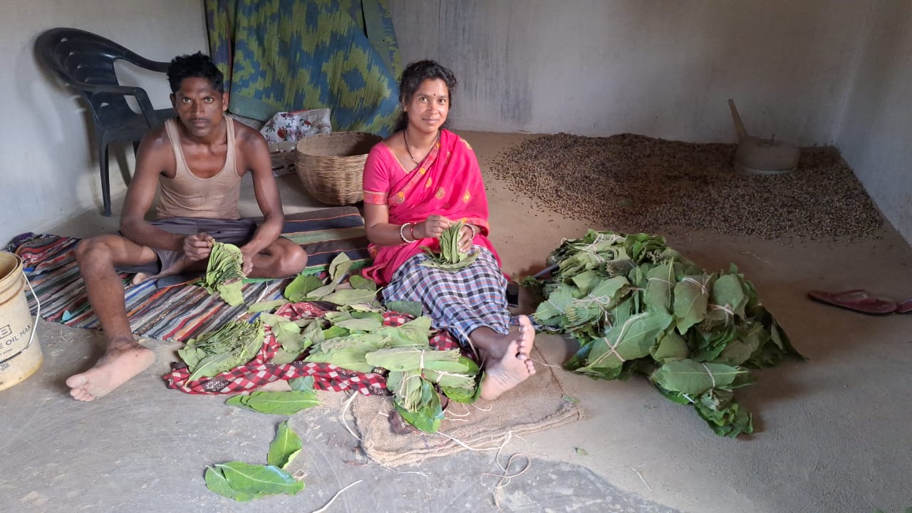 सुशीला हो या मूलको बाई,तेंदूपत्ता के बढ़े दाम ने संग्राहकों में खुशियां जगाई
