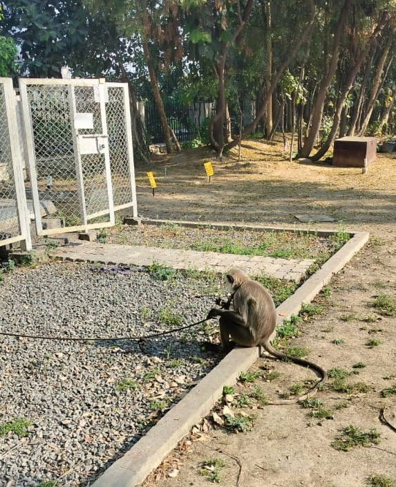 झज्जर : बंदरों को भगाने के लिए लंगूर को बंधक बनाने से जीव प्रेमी नाराज