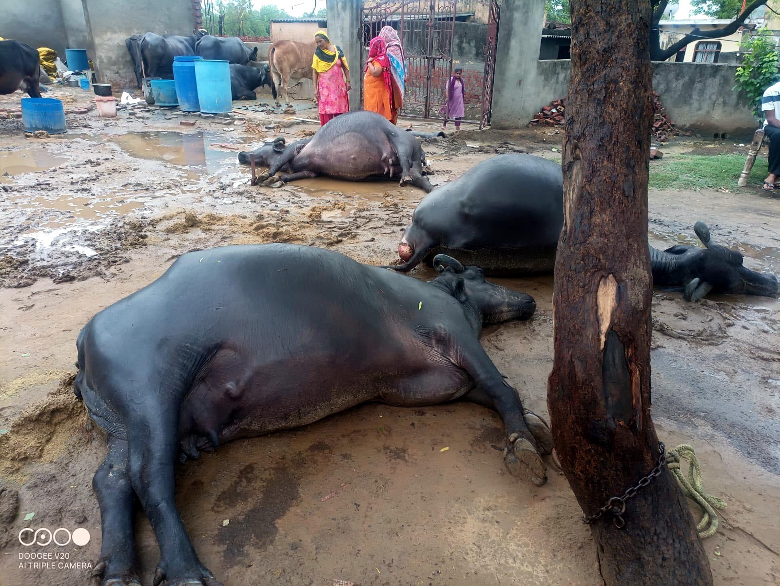 फरीदाबाद में आकाशीय बिजली गिरने से तीन भैसों की मौत