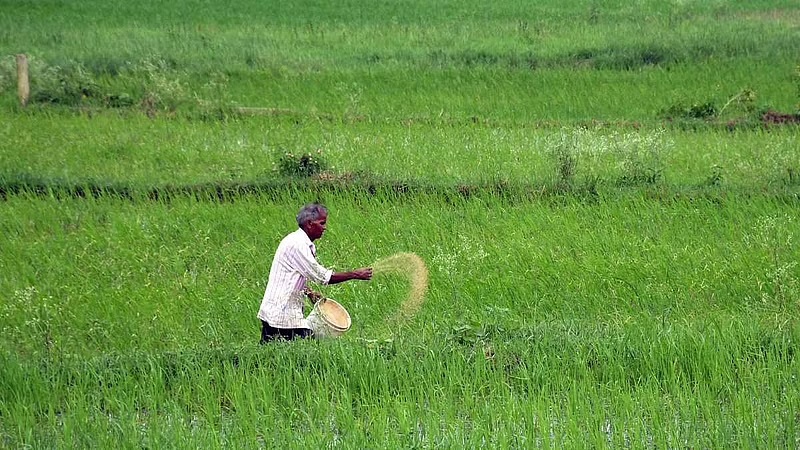 मप्र ने कृषि के क्षेत्र में स्थापित किए नये कीर्तिमान, फसलों के उत्पादन में राष्ट्रीय स्तर पर बना रिकार्ड