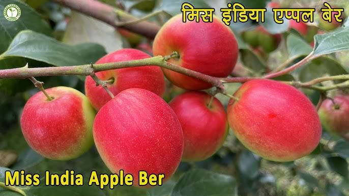 मिस इण्डिया एप्पल बेर की खेती से किसान देवी दयाल को हो रही लाखाें की आय