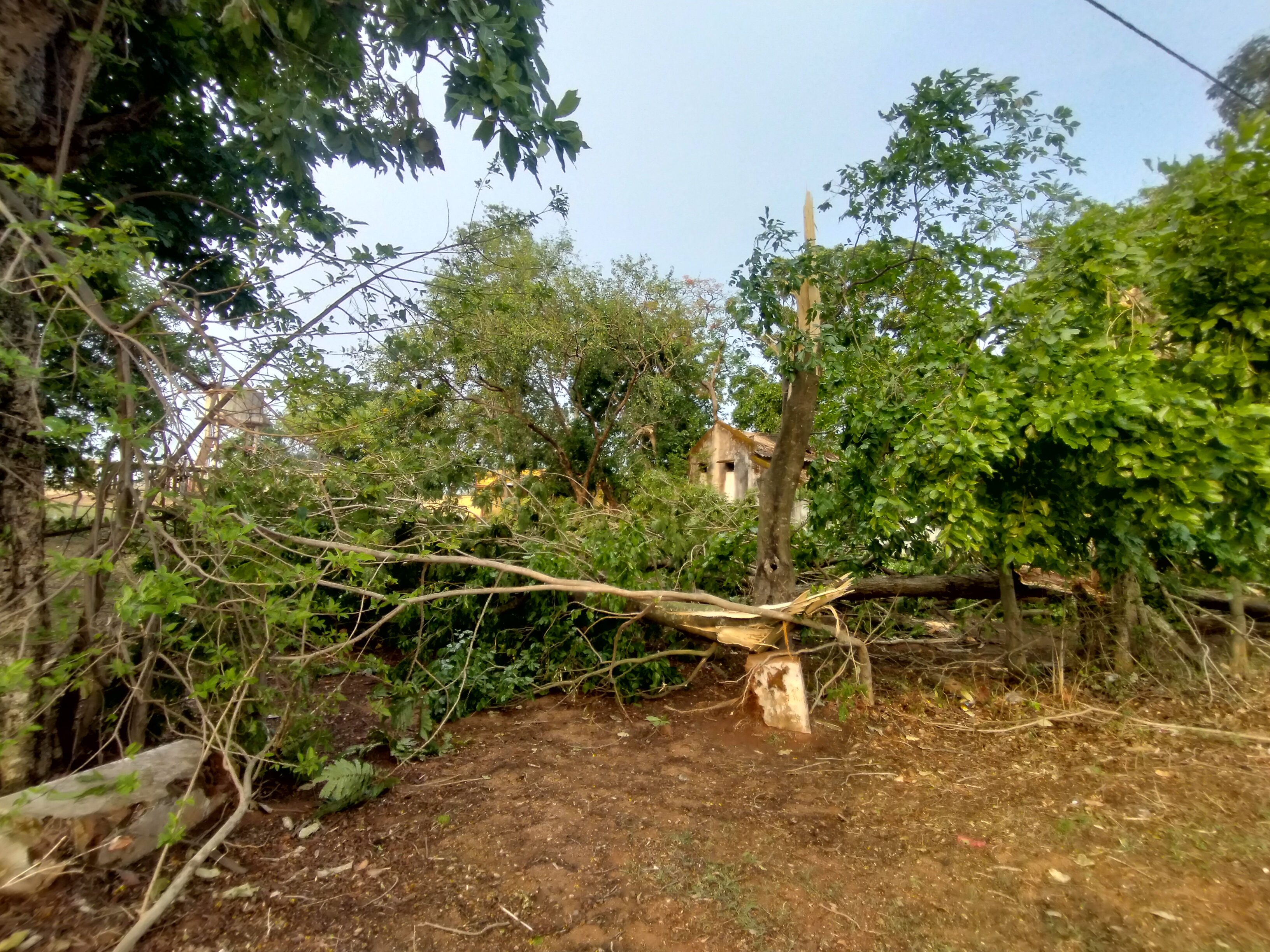 वन कार्यालय परिसर में टूट कर गिरा पेड़। वन कार्यालय परिसर में टूट कर गिरा पेड़।