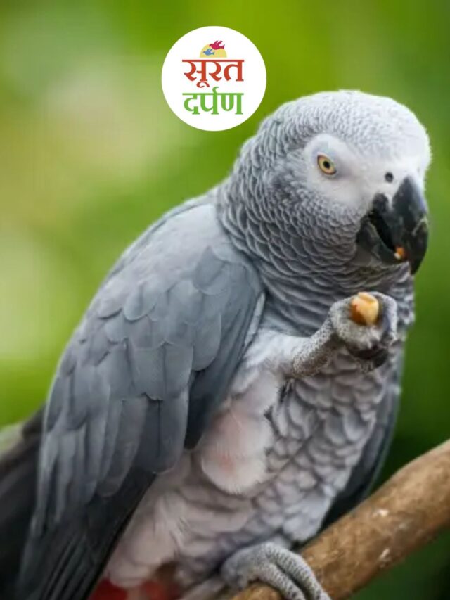 पक्षी जो आश्चर्यजनक तरीके से मानव स्वभाव की नकल करते हैं