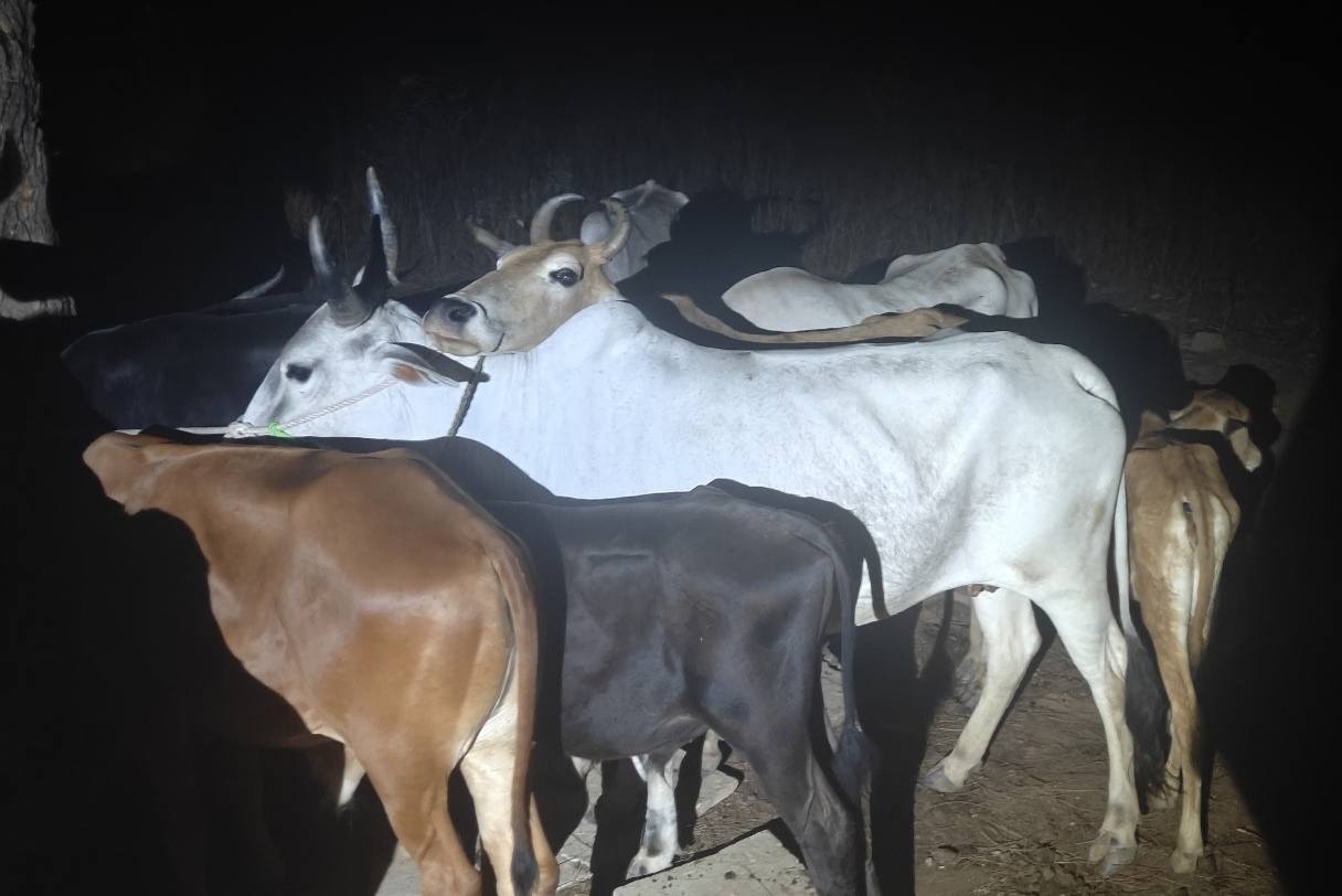 पुलिस मुठभेड़ में दो तस्कर गिरफ्तार, 25 गौवंशों की हुई बरामदगी
