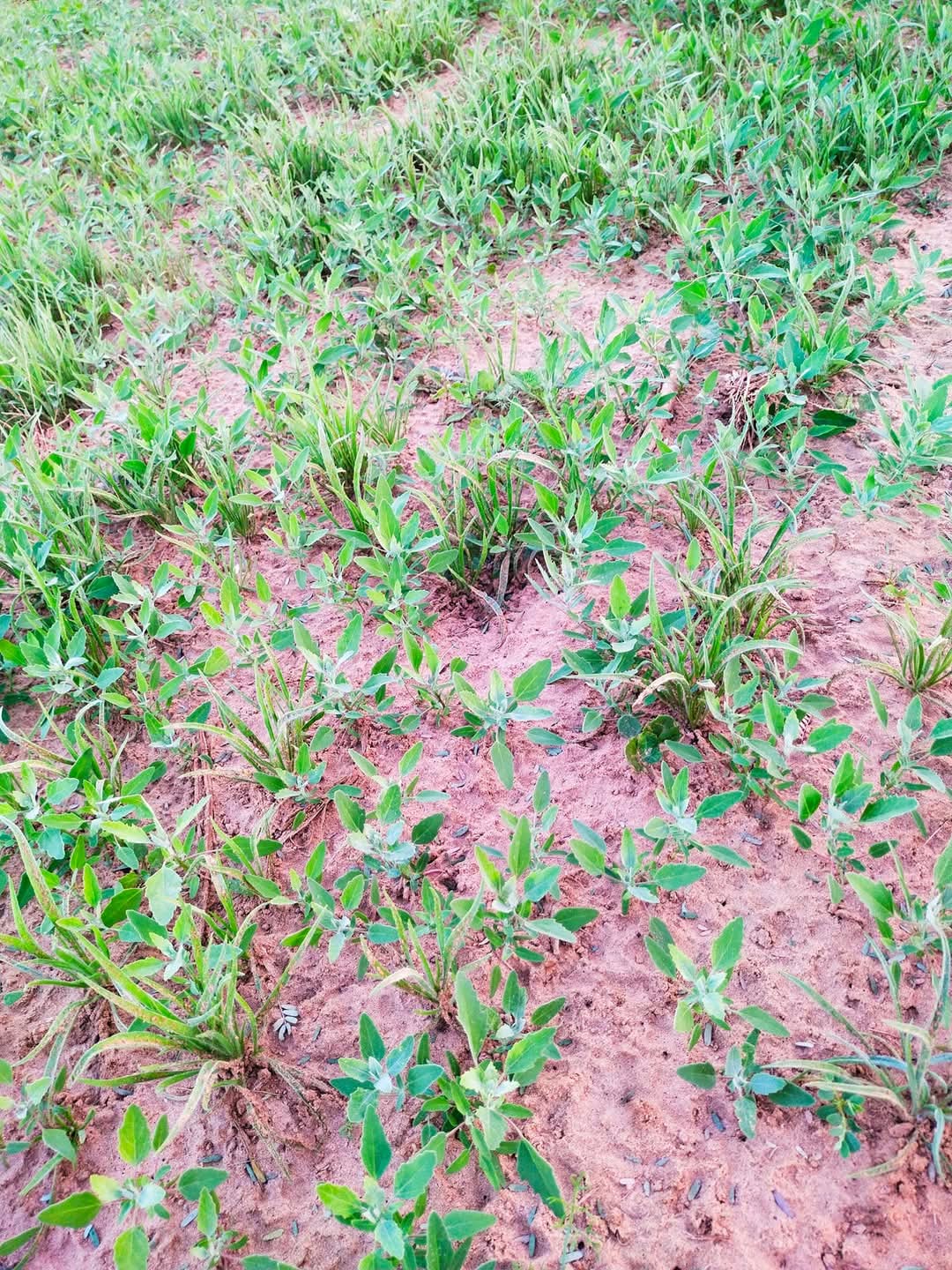 खरपतवार से बचने के लिए ट्राईकोडर्मा हारजेनियम का करें छिड़कावः विनीत कुमार