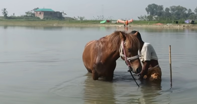 बांग्लादेश में समाज के दुश्मनों ने मददगार बुजुर्ग के घोड़े की हत्या की