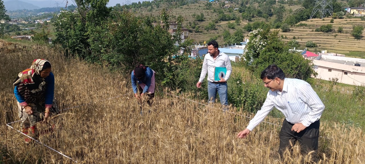 जिलाधिकारी ने किया गेहूं की फसल पर क्रॉप कटिंग प्रयोग, ग्रामीणों की मांग पर पुस्तकालय और सिंचाई योजना का आश्वासन