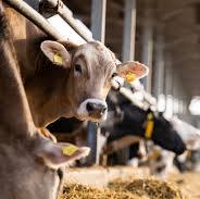 गौ तस्करी की आशंका में बैलों से भरा ट्रक पकड़ा : हिन्दूवादी संगठनों का देर रात कुड़ी थाने पर हंगामा