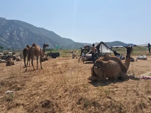 राजस्थान के दस जिलों में लगेंगे पशु मेले
