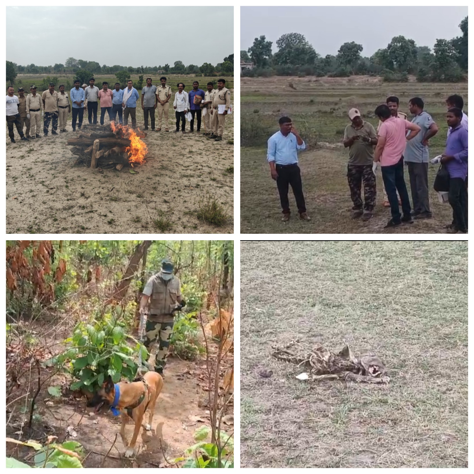 तेन्दुओं का कब्रगाह बना बांधवगढ़ टाइगर रिजर्व 2 दिन में 2 तेन्दुओ के कंकाल मिले