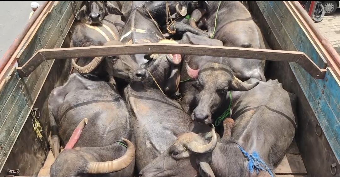 ग्यारह पशु तस्कर गिरफ्तार, 350 पशु बरामद, होगी बड़ी कार्रवाई : एसीपी